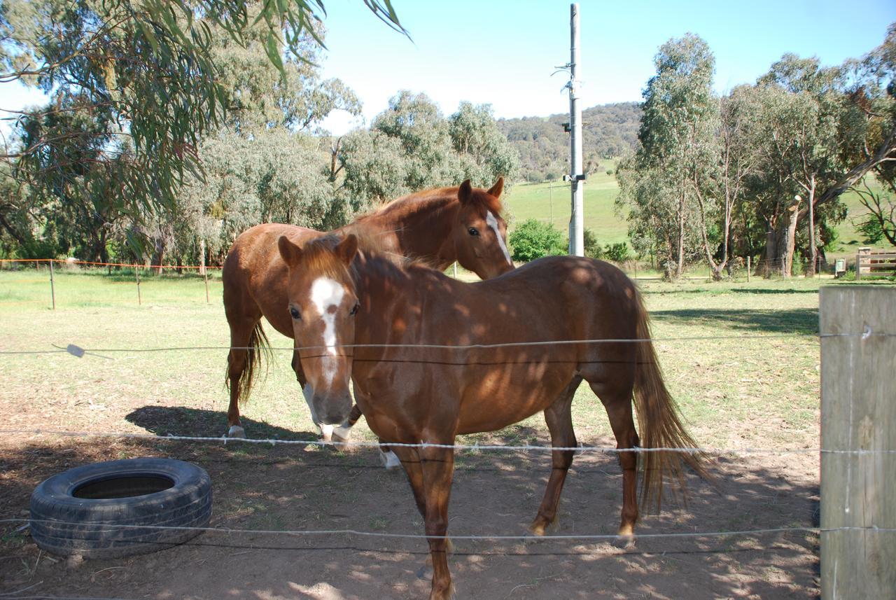 Bluegum Ridge Cottages Merrijig Buitenkant foto